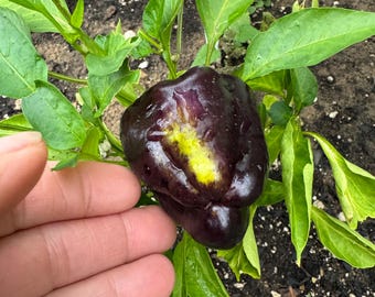 Pepper midnight Dreams seed 10
