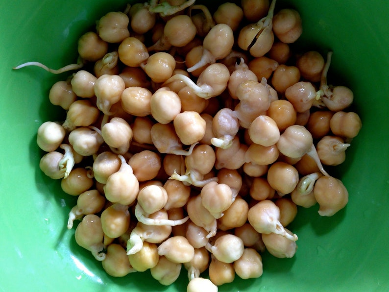 Sprouts Garbanzo Bean Seeds 30 Etsy