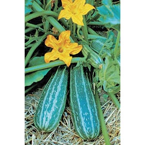 Zucchini squash Cocozelle  heirloom seed