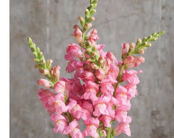 Snapdragon atomic pink seeds 25