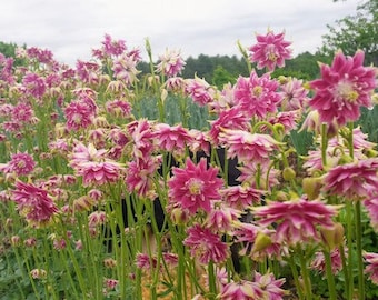 Columbine Double take columbine certified organic seeds 10