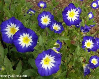 Morning glory Bush morning glory royal blue ensign seeds 5