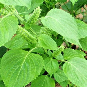 Shiso Green Japanische Kräutersamen 50er