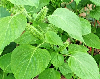 Semillas de hierba japonesa Shiso Green 50
