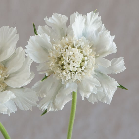 Scabiosa Fama White flower seed 25