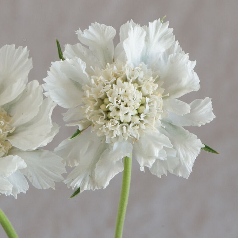 May include: A close-up of two white pincushion flowers with frilly petals and a central cluster of small white flowers.