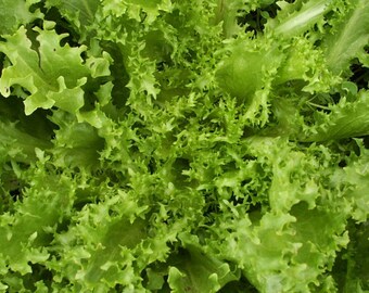 Escarole de louviers seeds 40