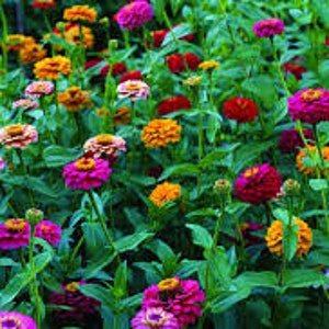 Zinnia cut and came again flower seeds 50 image 2
