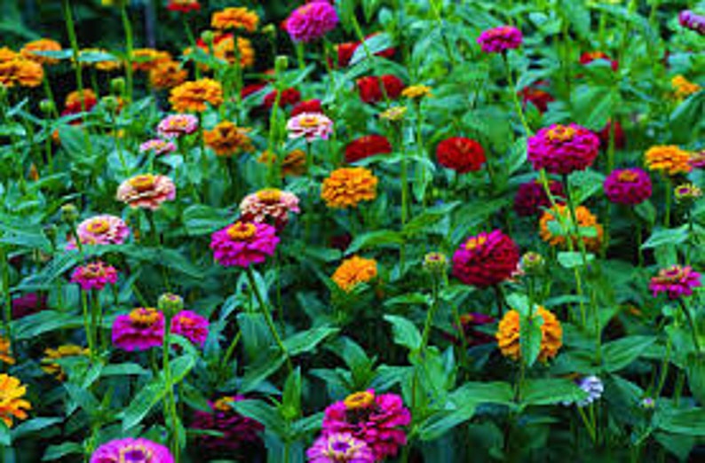 Zinnia cut and came again flower seeds 50 image 2