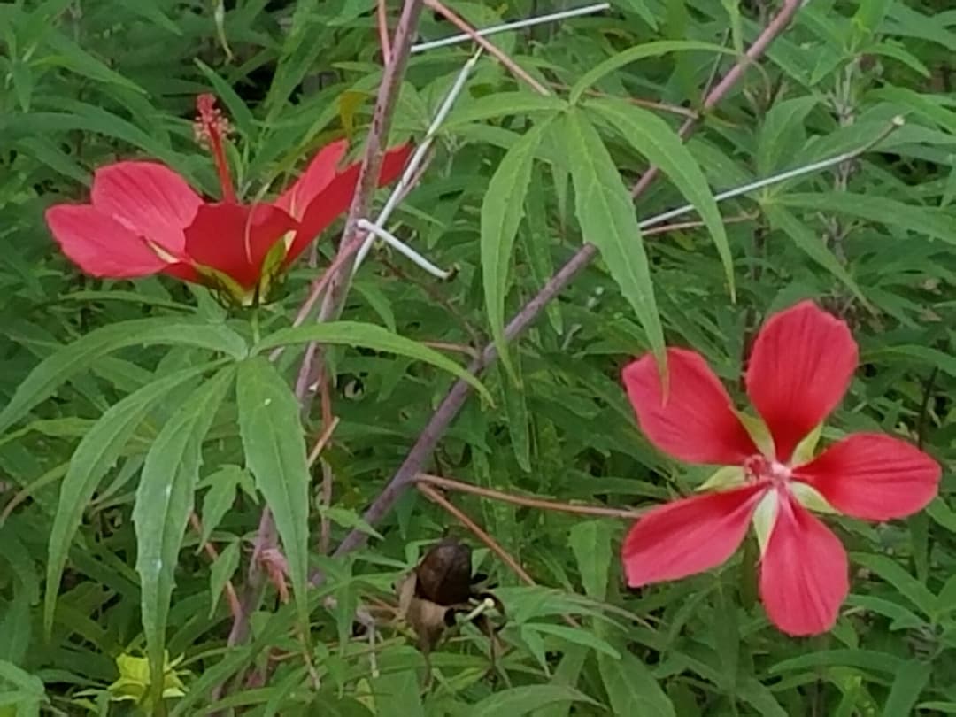 Hibiscus Star of Texas Perennial Seeds 40 Etsy