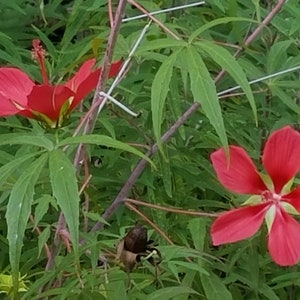 Hibiscus star of Texas Perennial seeds 30