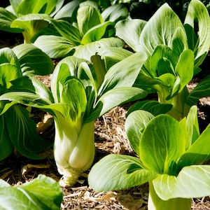 Bok Choy baby Shanghai green organic seed 40