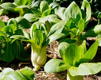 Bok Choy baby Shanghai green organic seed 50