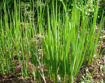 Onion Tokyo long white heirloom seed 100