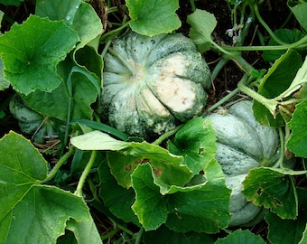Meloen Prescott Fond Blanc Heirloomzaad 50