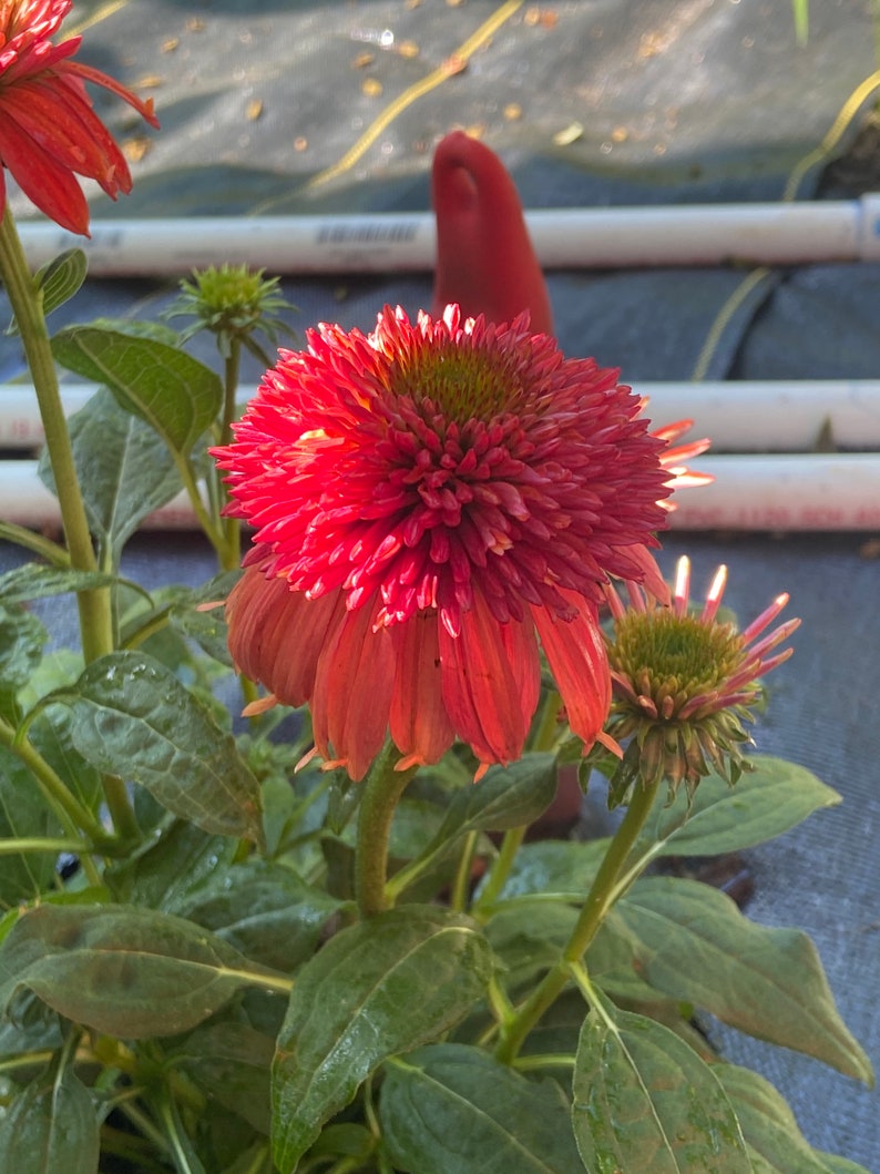 Double Scoop Coneflower Seed - Thumbnail 2
