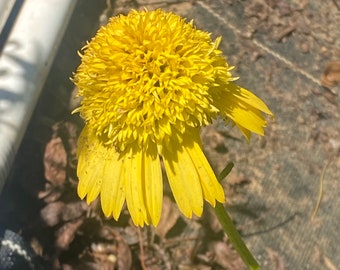 Coneflower sunny days lemon flower seed 15