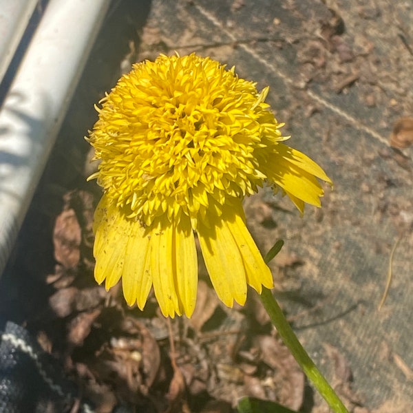 Coneflower sunny days lemon flower seed 15
