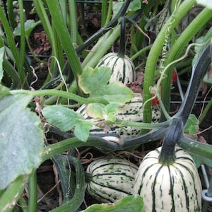 Squash Sweet Winter Delicata Samen 20