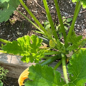 Zucchini  Squash summer Romanesco heirloom 11 seed