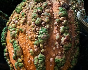 Sementes de abóbora De Margo Heirloom 10