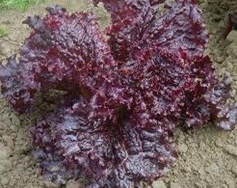 Lettuce Red ruby lettuce seeds 400