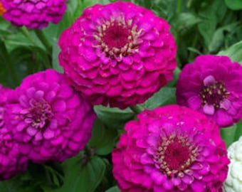 Zinnia Pumila Violet flower seeds 50