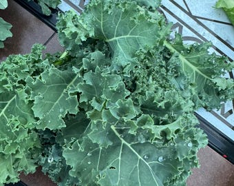 Semi di cavolo nero blu nano Kale 50