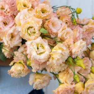 Lisianthus voyage Light Apricot flower seed 25