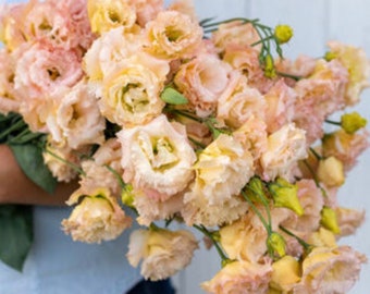 Lisianthus voyage Light Apricot Semillas de flores granuladas 25
