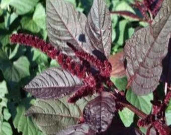 Amarant Hopi Red Dye biologisch zaad 100