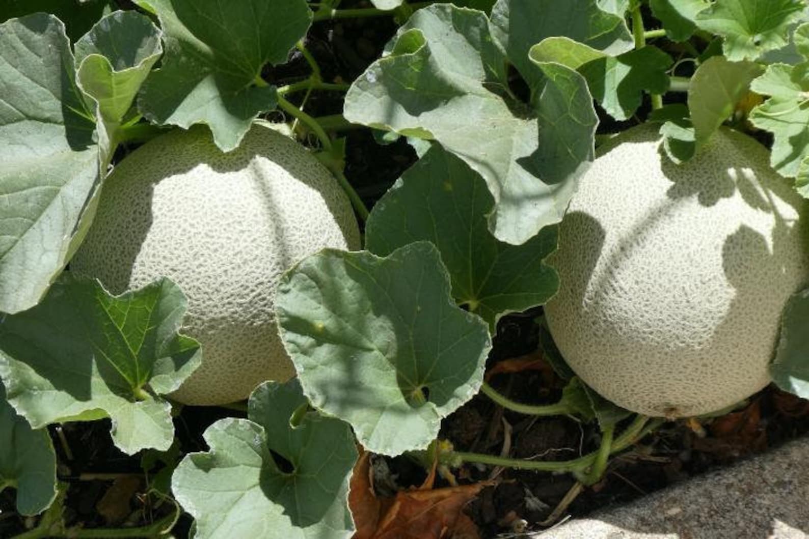 Cantaloupe Hales 45 Seeds 30 Etsy