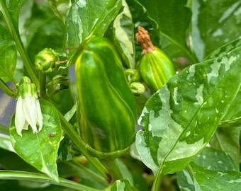 Pepper Fish pepper Heirloom seeds 20