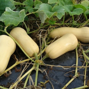 Puede incluir: Cuatro calabazas butternut están sobre una superficie negra con enredaderas verdes. Las calabazas son de color amarillo pálido y tienen una textura lisa y ligeramente abultada.