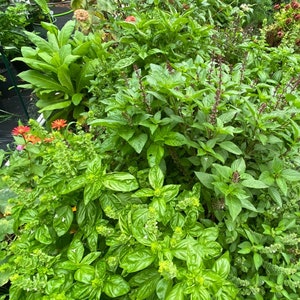 Basil Rubin Kaira seeds 50