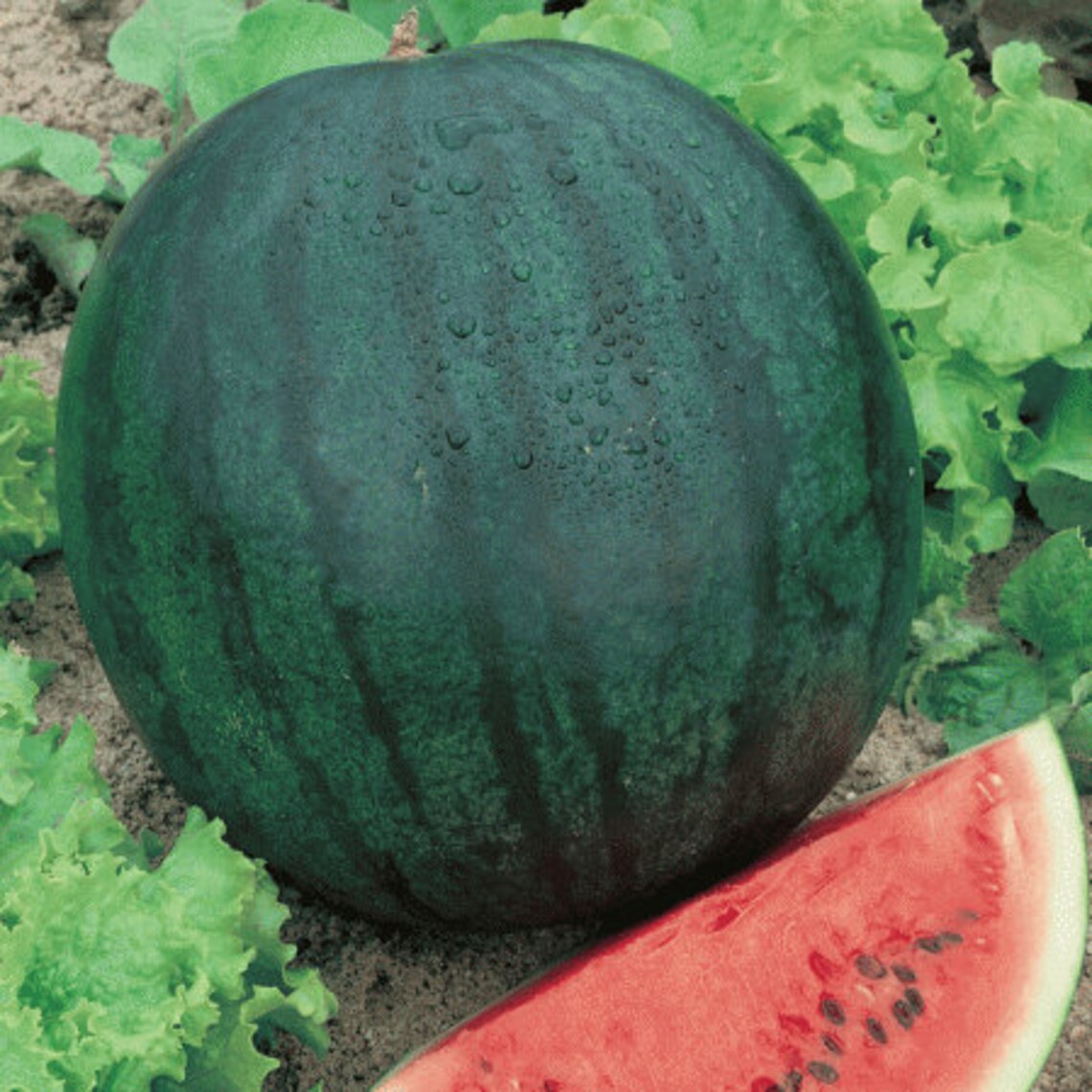Sugar baby watermelon seeds 20 Etsy