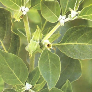 Ashwagandha Vedic-certifierade ekologiska frön 20 bild 2