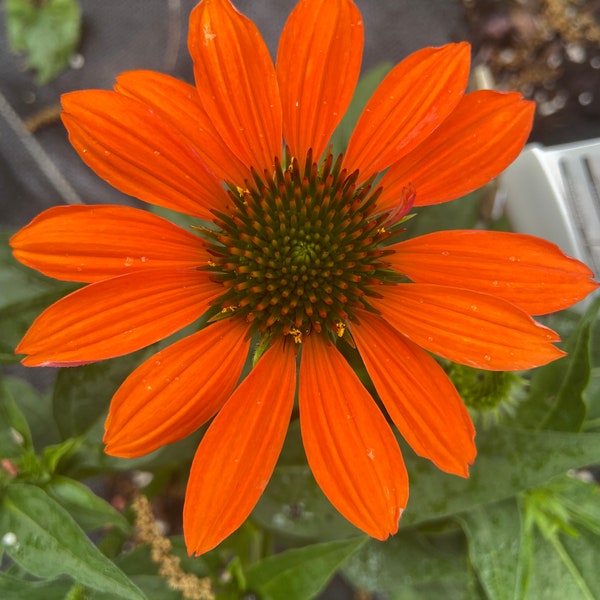 Coneflower  orange flower seeds 50