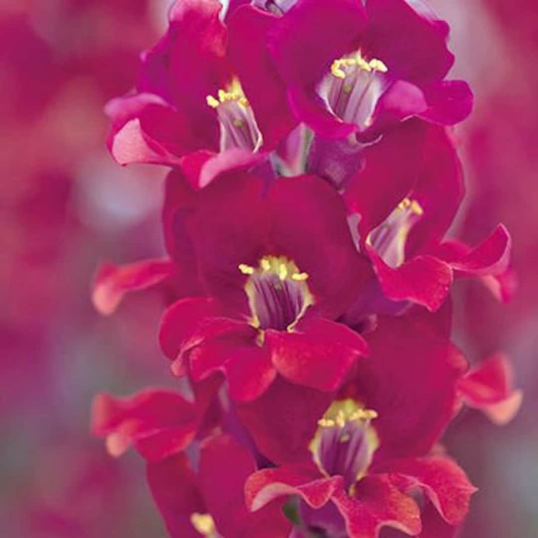 Snapdragon Chantilly Velvet Seed 20 Etsy