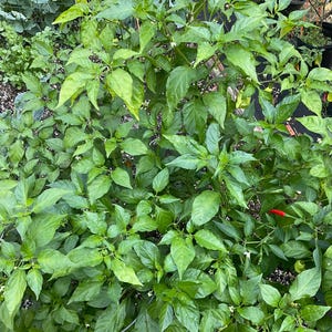 Pepper Jay ghost peach scorpion seeds 5