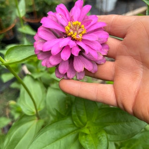 Zinnia Benarys Giant Bright Pink Zinnia seed 50
