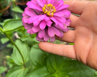 Zinnia Benarys Giant Bright Pink Zinnia seed 50