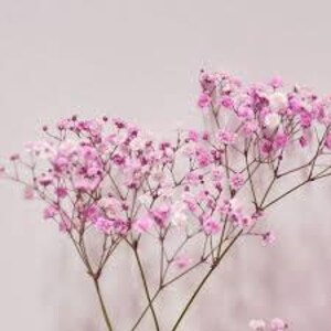 Puede incluir: Flores de aliento de beb&eacute; secas de color rosa y blanco con tallos delicados.