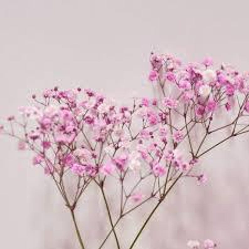 Puede incluir: Flores de aliento de beb&eacute; secas de color rosa y blanco con tallos delicados.
