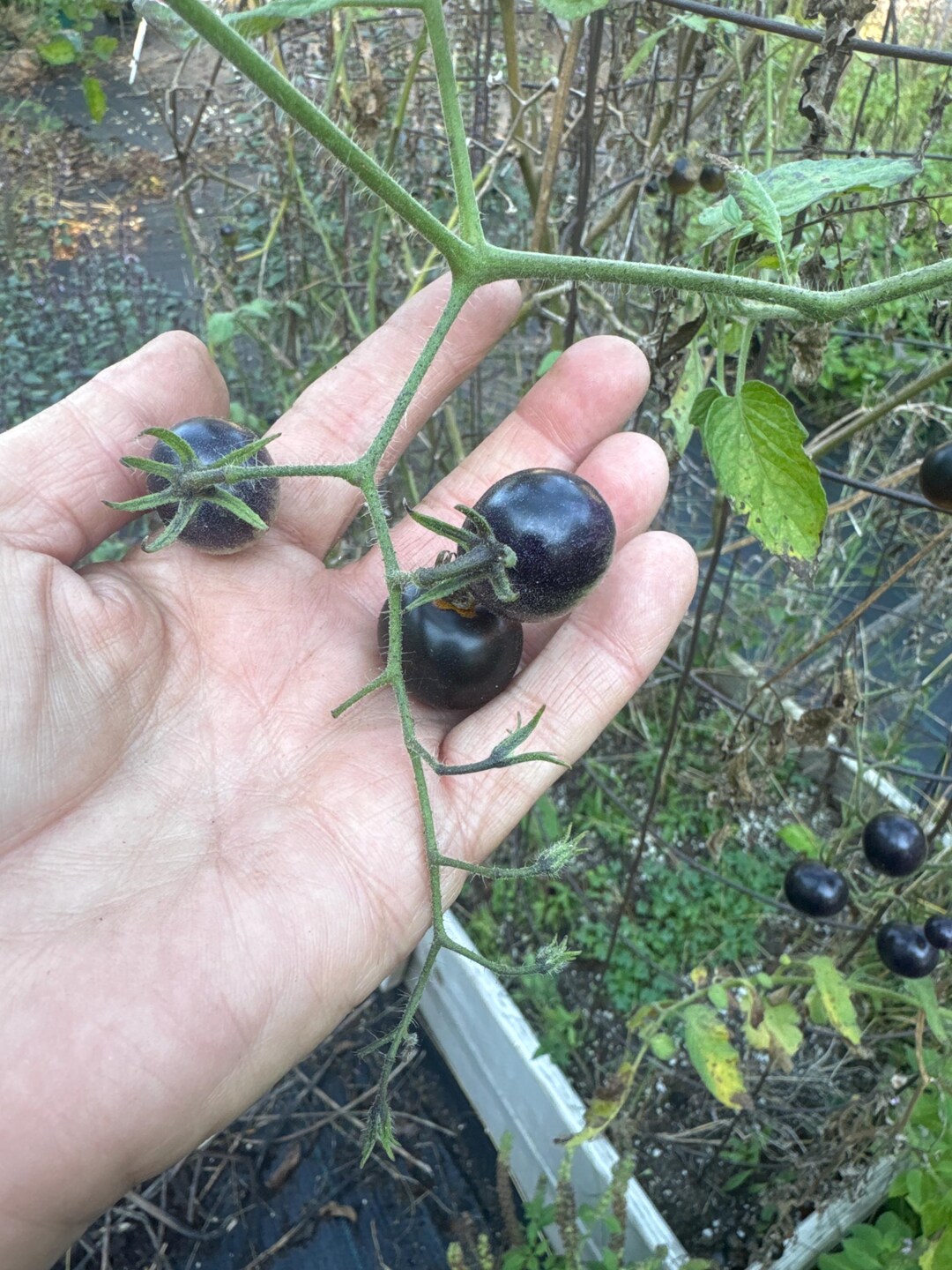 Semi Di Pomodoro Ciliegino Nero – 100 Pezzi, Cimelio, Non OGM, Da Coltivare All'aperto