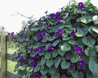 morning glory grandpa otts Heirloom seeds 15