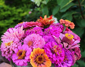 Zinnia purple dream mix flower seeds 60