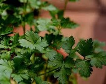 Italian Parsley Heirloom Hurb Seed
