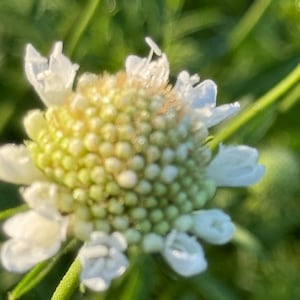 May include: A close-up of a white flower with a green center. The flower has many small petals and is in bloom.