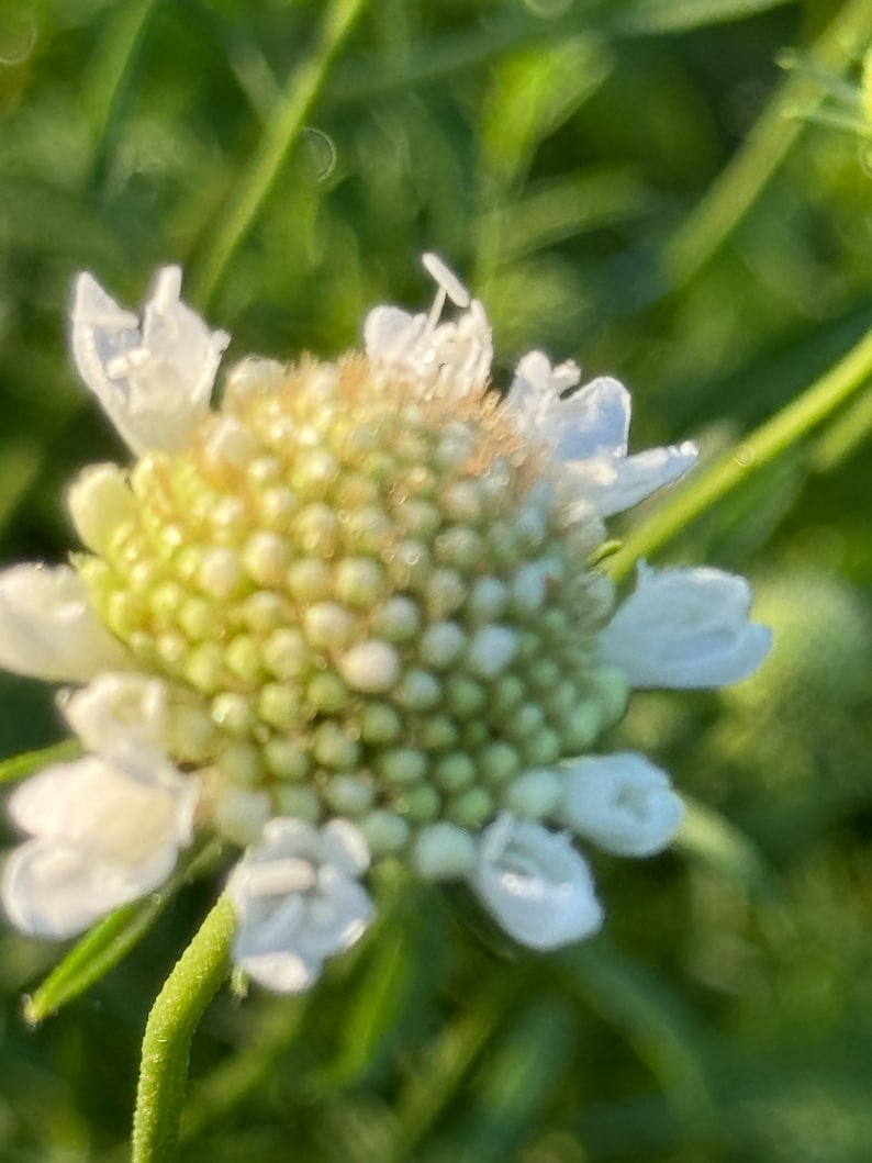 May include: A close-up of a white flower with a green center. The flower has many small petals and is in bloom.